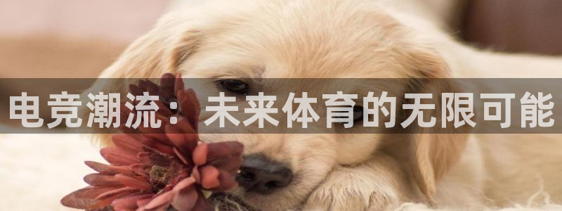 一竞技官网：电竞潮流：未来体育的无限可能